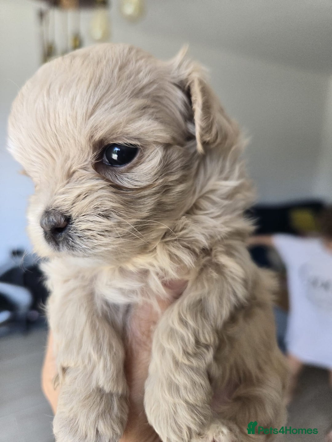 Maltipoo dogs for sale: 🐾 🐾3 Beautiful Maltipoo Girls Available! 🐾 - Image 18