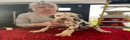 Dalmatian dogs for sale: Last boys looking for homes full hearing - Advert 6