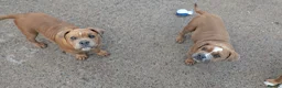 Olde English Bulldogge dogs for sale: Olde English bulldogge  - Advert 22