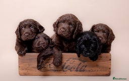 Cockerdor dogs for sale: Cockador Puppies - Image 8