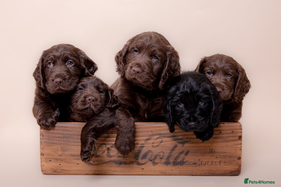 Cockerdor dogs for sale: Cockador Puppies - Image 8
