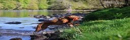 Labrador Retriever dogs for stud: 0/0 Hips & elbows fox red labrador - Advert 3
