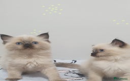 Ragdoll cats for sale: Ragdoll  Kittens  - Image 1