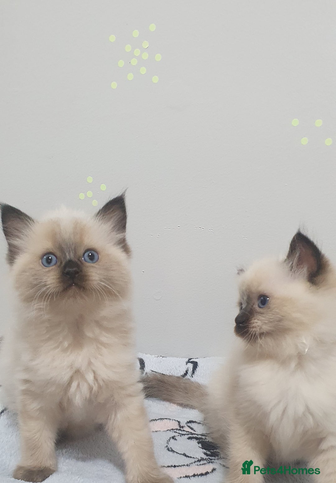 Ragdoll cats for sale: Ragdoll  Kittens  - Image 1