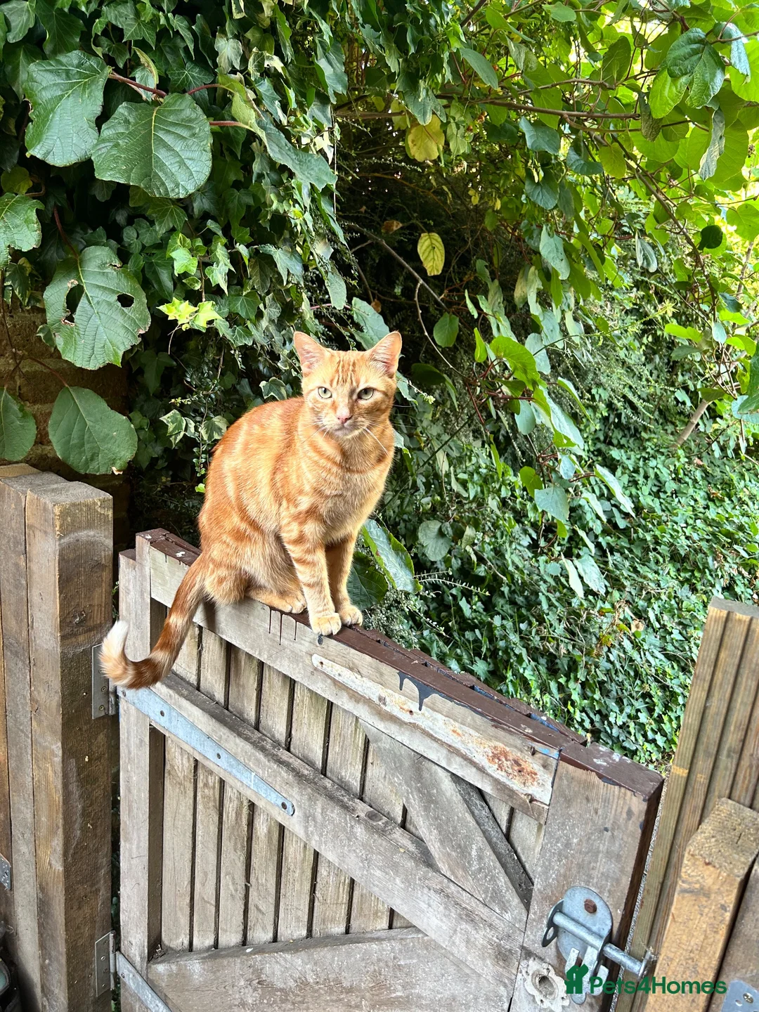 Mixed Breed cats for sale: 6 Beautiful kittens - Advert 1
