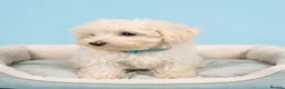 Maltipoo dogs for sale: Maltipoo Puppies READY TO LEAVE  - Advert 4