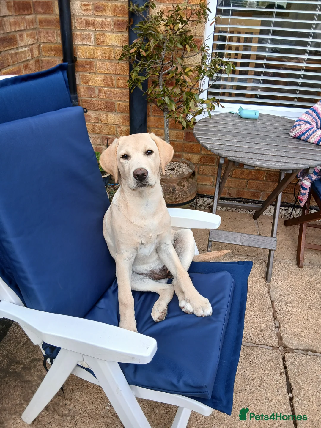 Labrador Retriever dogs for sale: Mr David Shrimpton  in High Wycombe - Advert 1