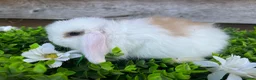 Mini Lop rabbits for sale: Gorgeous Mini lops  - Advert 27