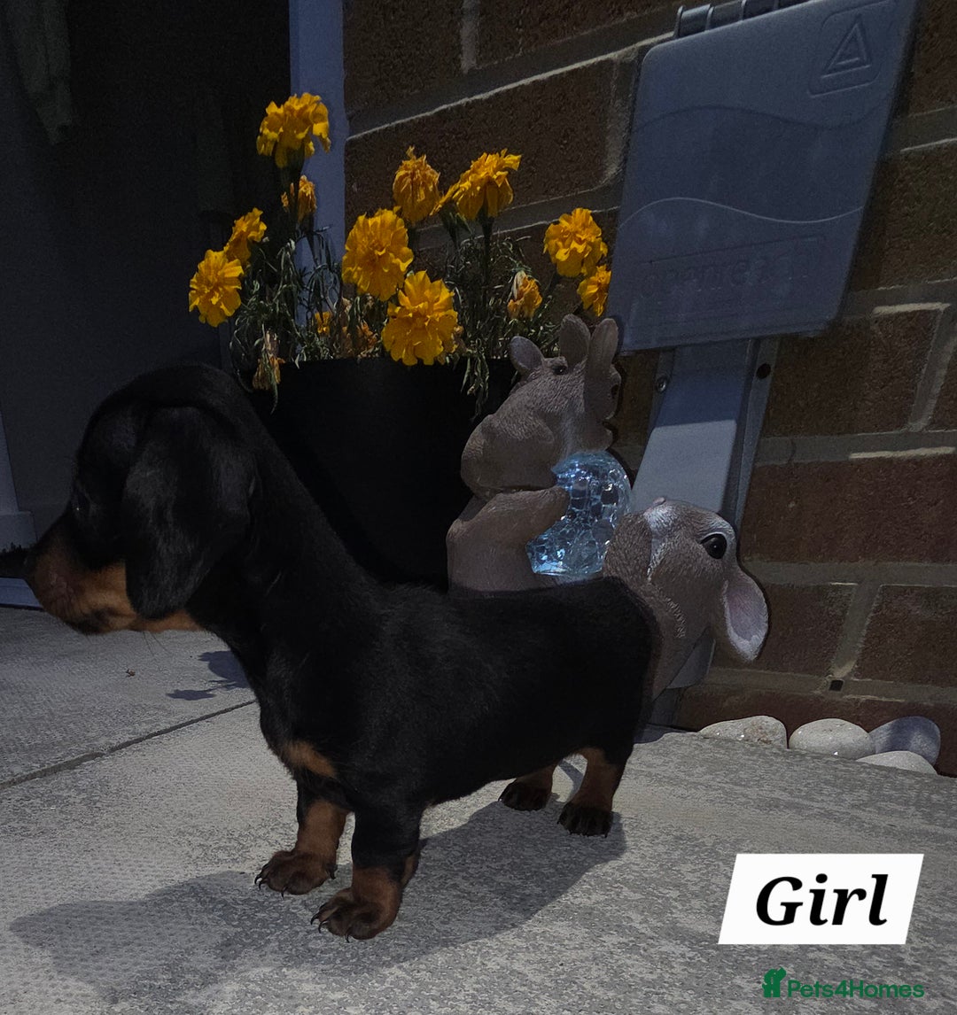 Miniature Dachshund dogs for sale: Kc registered quality mini dachshund puppies - Image 16