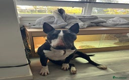 English Bull Terrier dogs for sale: Female bull terrier - Image 3