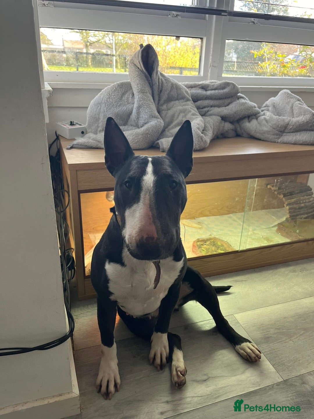 English Bull Terrier dogs for sale: Female bull terrier - Image 3