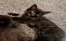 Mixed Breed cats for sale: Beautiful Kittens Looking for a Loving Home 🐾 - Image 5