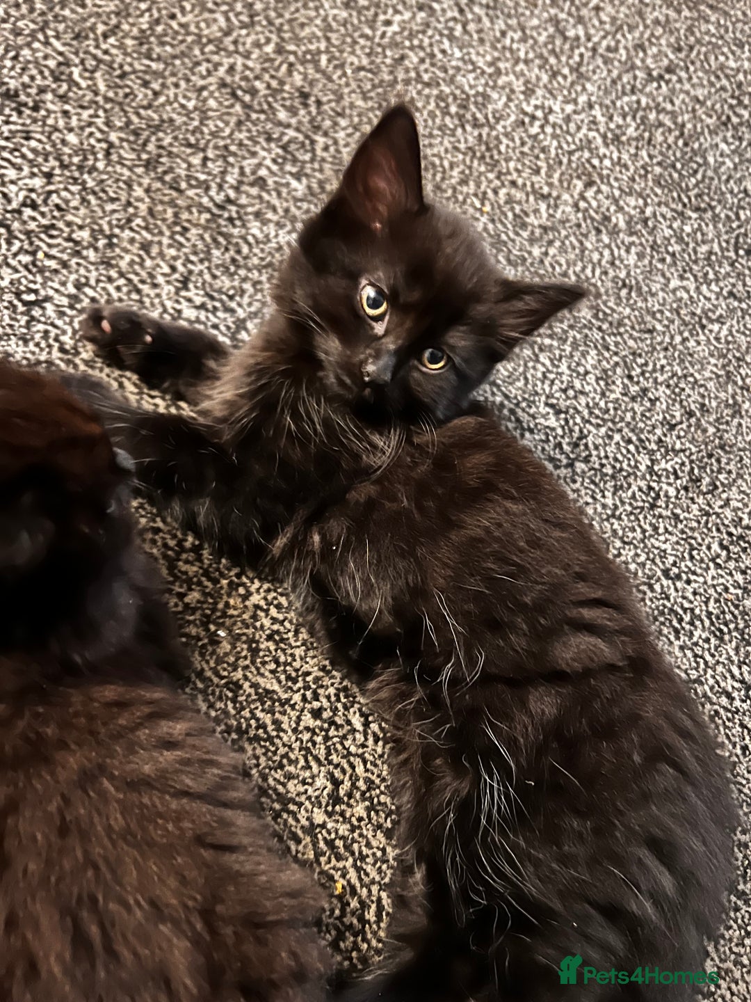 Mixed Breed cats for sale: Beautiful Kittens Looking for a Loving Home 🐾 - Image 5
