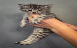 Maine Coon cats for sale: Full breed Mainecoon kittens ready 29th September  - Image 9