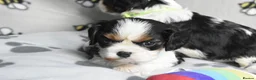 Cavalier King Charles Spaniel dogs for sale: Fully Health Tested KC Cavalier King Charles S in Rugby - Advert 18