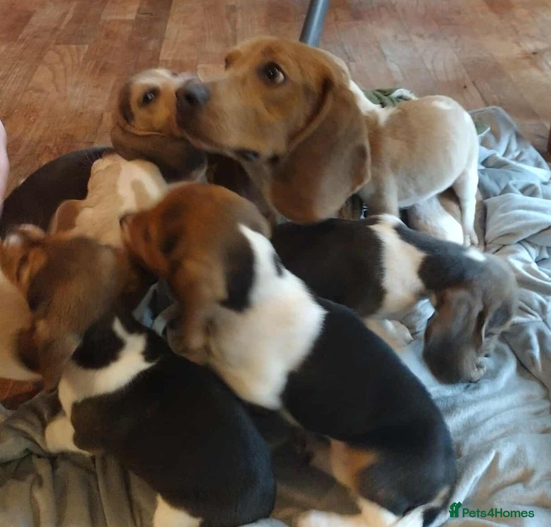 Beagle dogs for sale: Pedigree Beagle Puppies for Sale – Healthy - Image 10