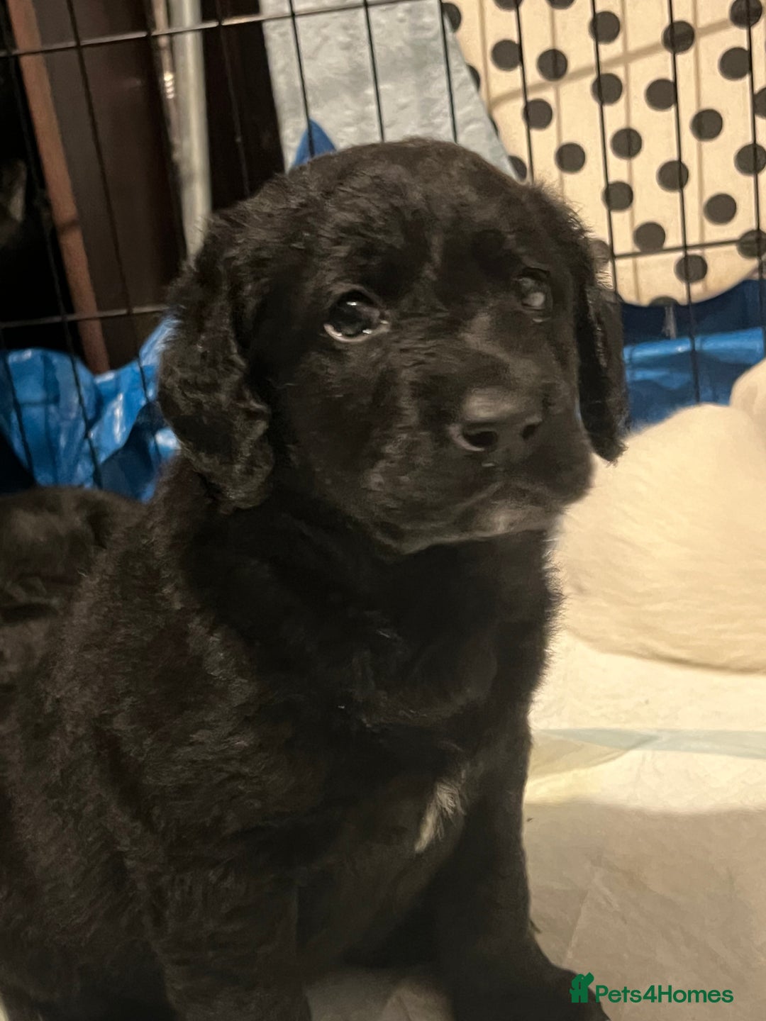 Mixed Breed dogs for sale: Stunning Litter of Labradoodle x Pyrenees - Advert 25