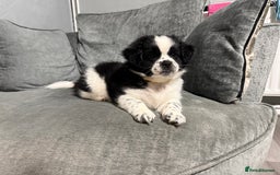 Mixed Breed dogs for sale: 2 Shihtzu cross Pomerania puppies  - Advert 1