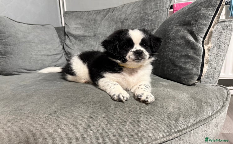 Mixed Breed dogs 2 Shihtzu cross Pomerania puppies  - Advert 1
