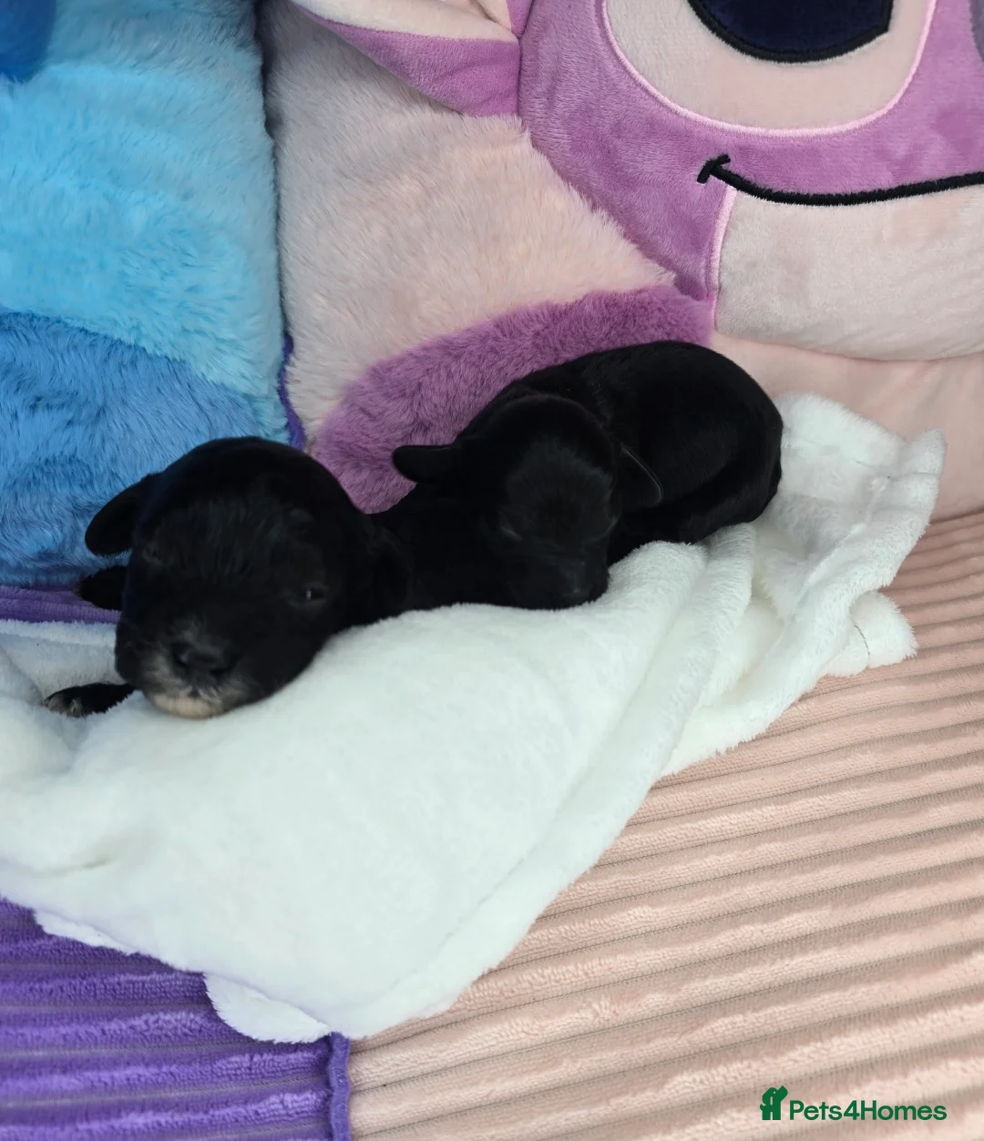 Cavapoo dogs for sale: 🩷🩵SMALL TOY🐶CAVAPOO PUPS🐶HEALTH DNA TESTED🩵🩷 - Advert 22