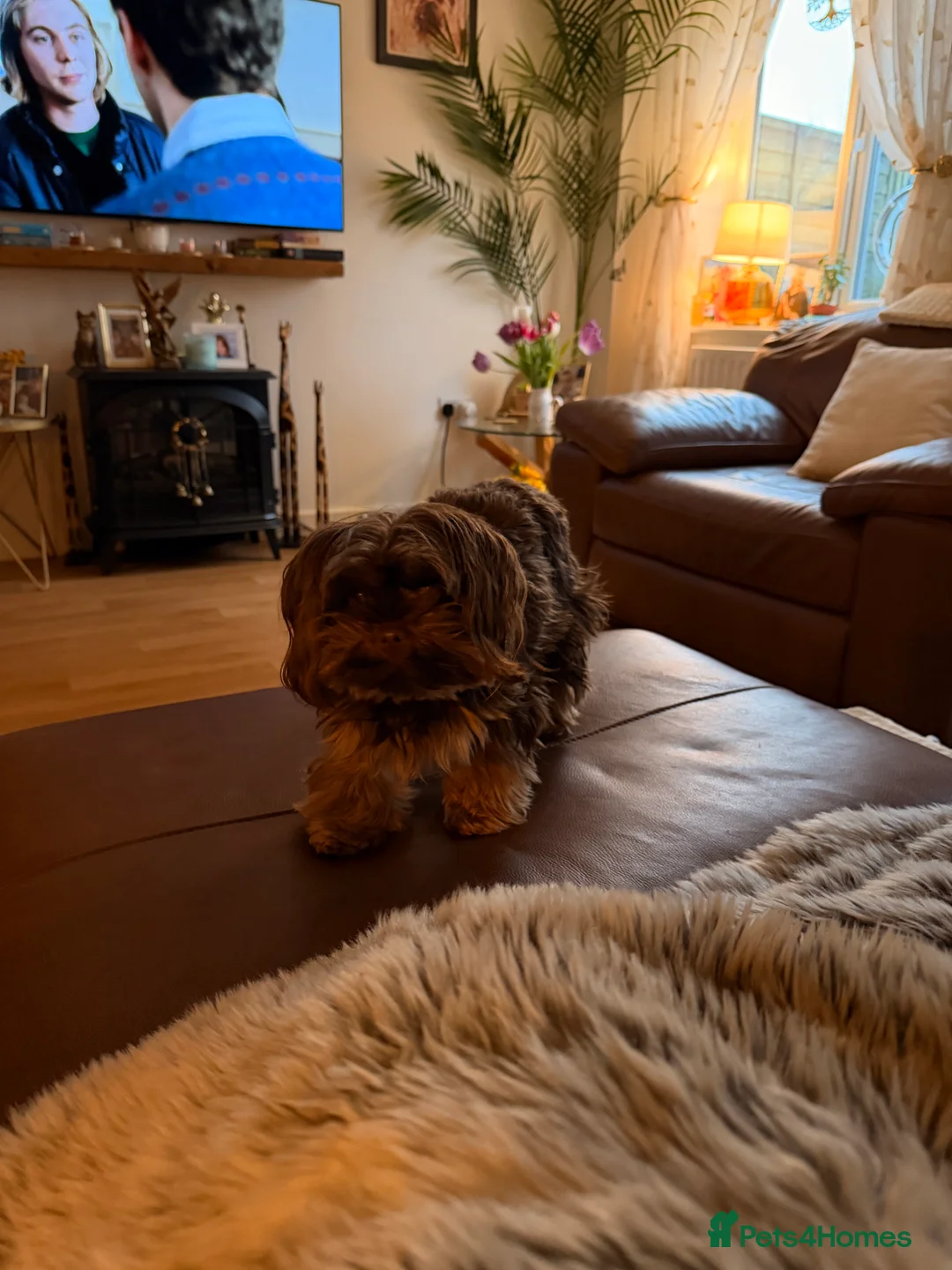 Biewer Terrier dogs for sale: Milo  - Advert 1