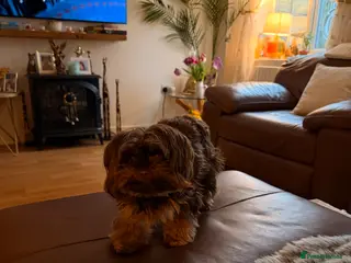 Biewer Terrier dogs Milo - Advert 1