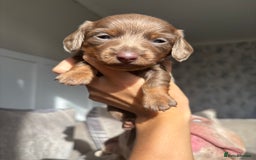 Miniature Dachshund dogs for sale: Isabella tan miniture dachshunds🐾 - Image 1