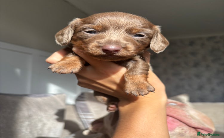 Miniature Dachshund dogs - Advert 10