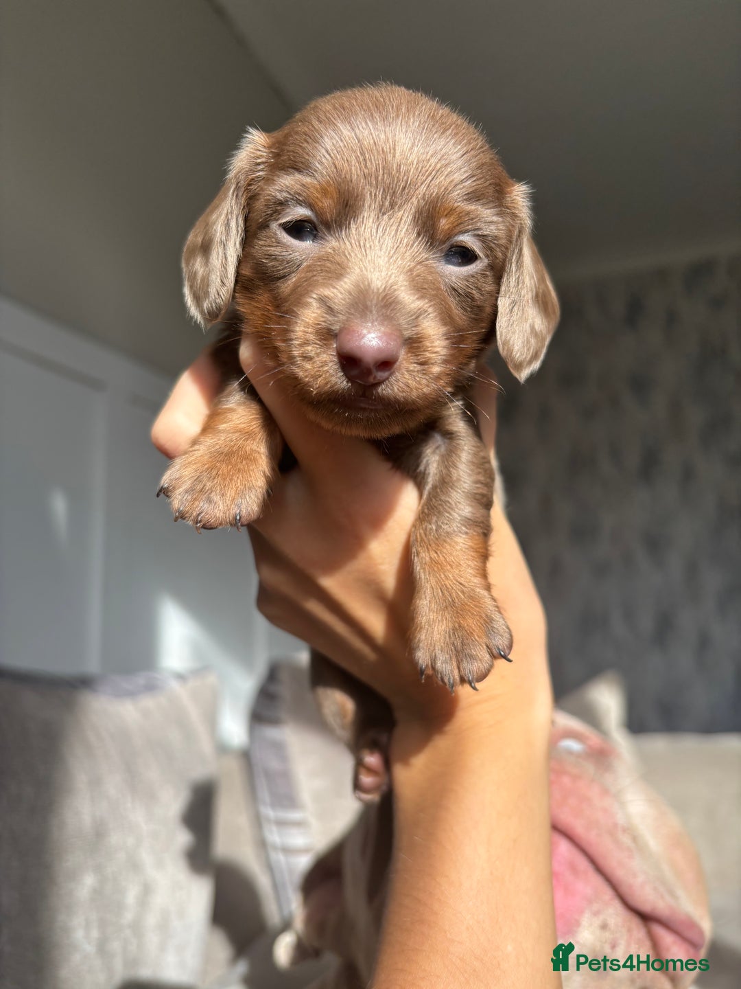 Miniature Dachshund dogs for sale: Isabella tan miniture dachshunds🐾 - Image 1