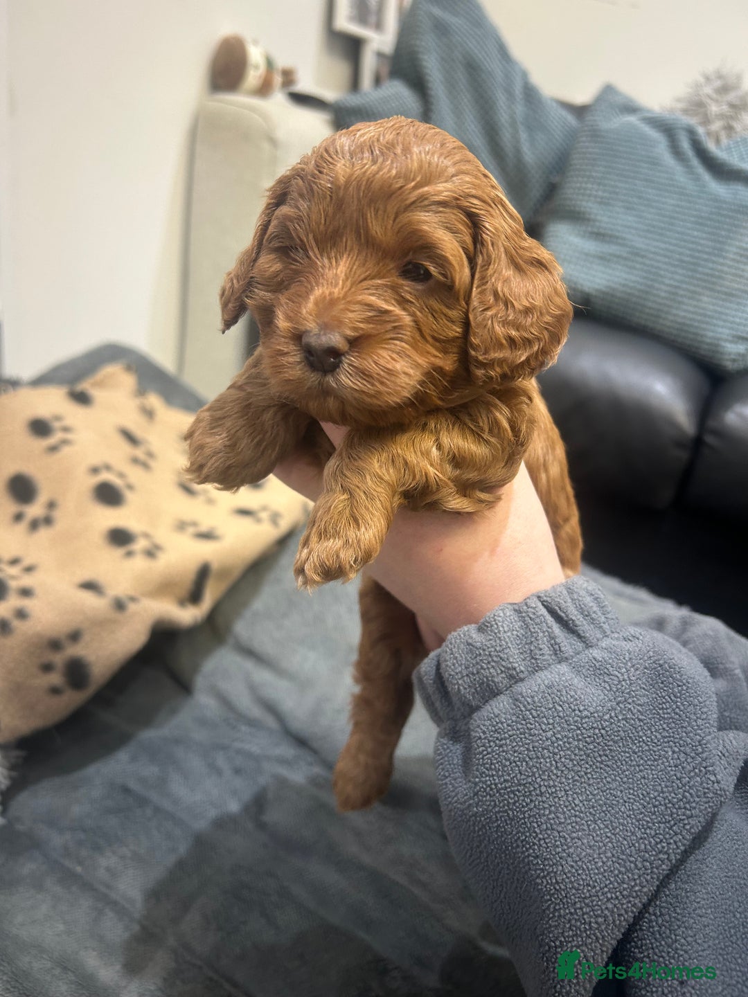 Cavapoo dogs for sale: 7 gorgeous F1b Cavapoo Puppies (4 girls & 3 boys)  - Image 12