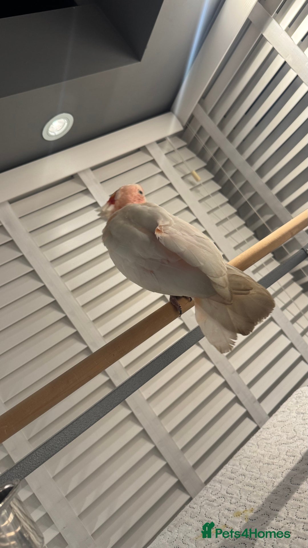 Cockatoo birds for sale: Major Mitchell Super Tame - Advert 2