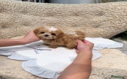 Maltipoo dogs for sale: tea cup maltipoo puppies for sale  - Image 6