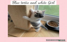 British Shorthair cats for sale: Beautiful GCCF British shorthair kittens - Image 14