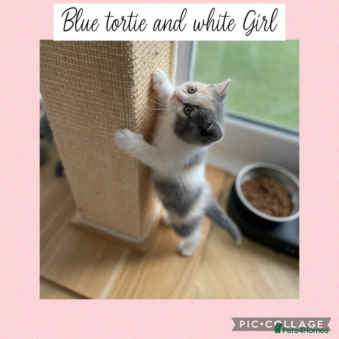 British Shorthair cats for sale: Beautiful GCCF British shorthair kittens - Image 14