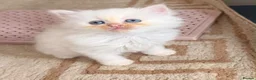 Mixed Breed cats for sale: 6 ragdoll x Persian kittens - Advert 5
