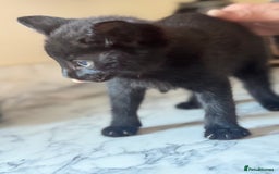 Mixed Breed cats for sale: Beautiful Kittens for sale  - Image 7