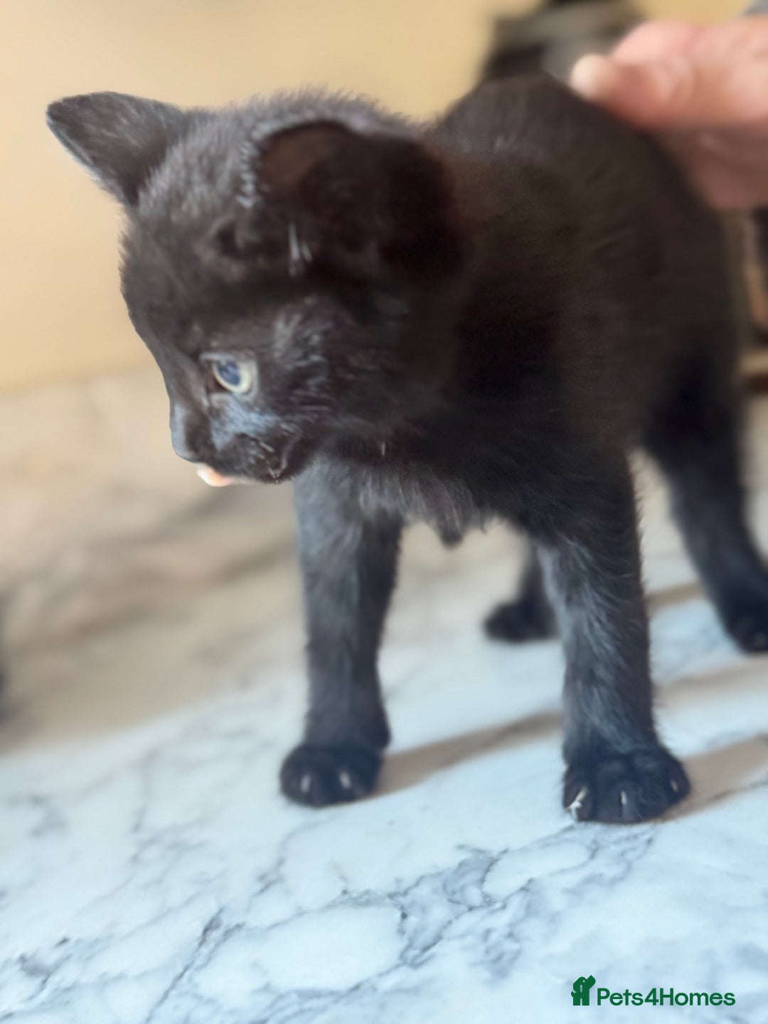 Mixed Breed cats for sale: Beautiful Kittens for sale  - Image 7