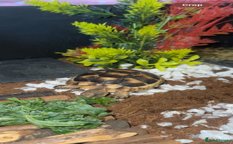 Tortoise reptiles - Advert 2