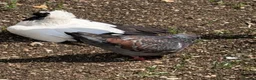 Pigeons birds for sale: Fancy pigeons 🕊️ - Advert 6