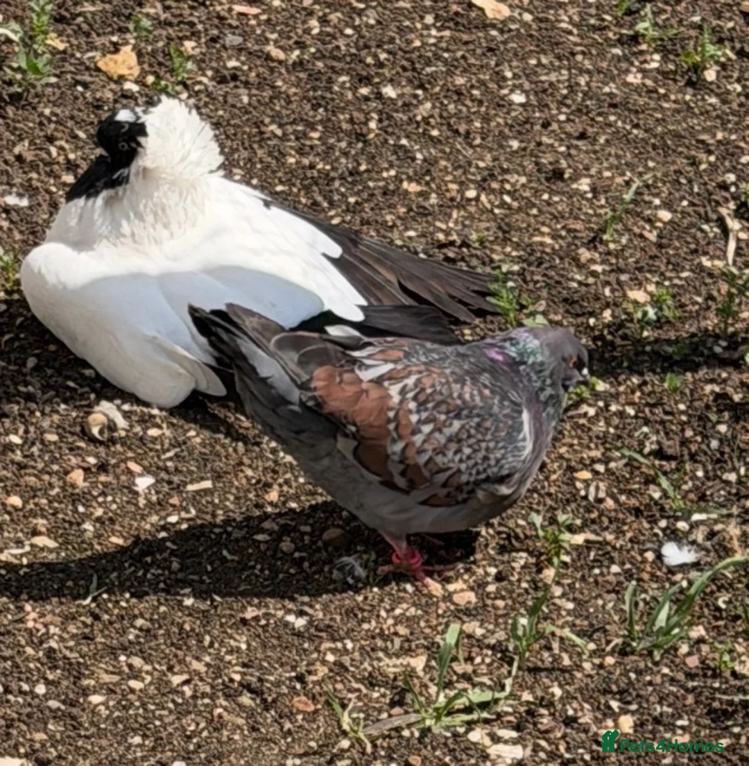 Pigeons birds for sale: Fancy pigeons 🕊️ - Advert 6