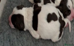 English Springer Spaniel dogs for sale: English Springer spaniel pups - Image 6