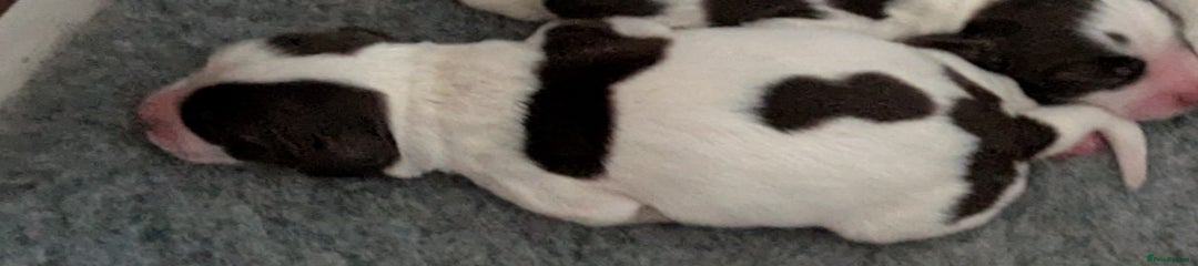 English Springer Spaniel Puppy 2