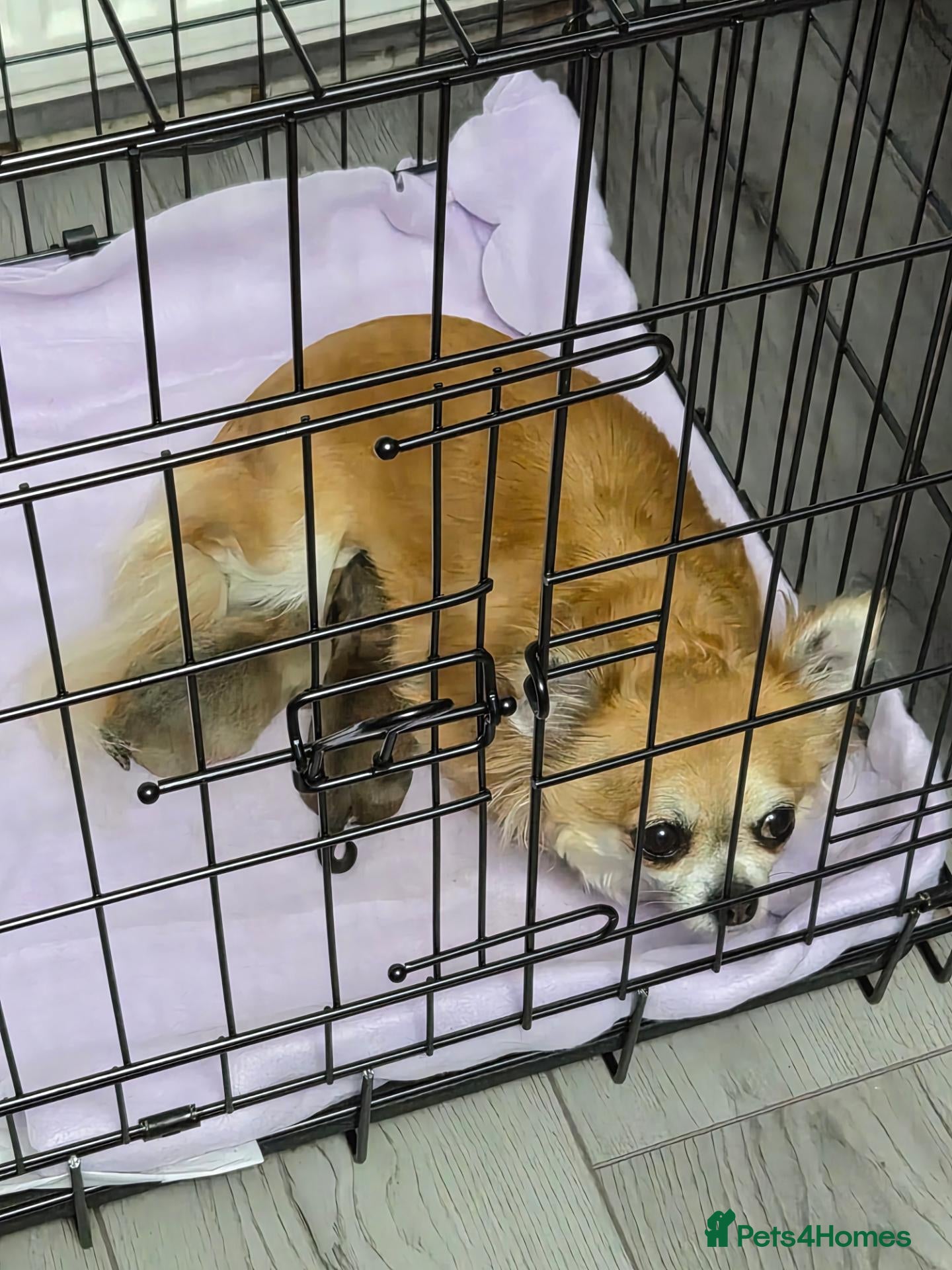 Chihuahua dogs Female Chihuahua for sale - Advert 5