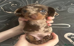 Miniature Dachshund dogs for sale: 3  kc registered miniature dachshund puppies  - Image 9