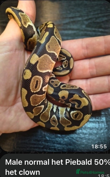 Python Snake reptiles for sale: Double het Royal Ball Python - Advert 16