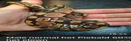 Python Snake reptiles for sale: Double het Royal Ball Python - Advert 1