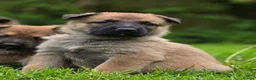 Mixed Breed dogs for sale: Shepherd's available.  Last 2 £500 - Advert 19