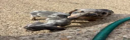 Miniature Dachshund dogs for sale: Miniature dachshunds - Advert 38
