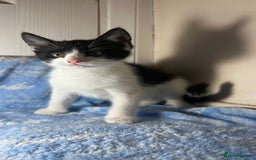 Mixed Breed cats for sale: 3 Lovely Kittens - Image 3