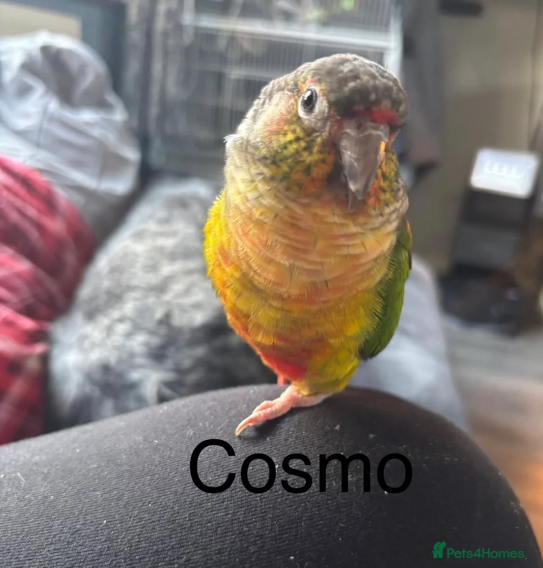 Conures birds for sale: Amazing hand reared conures for sale  - Advert 4
